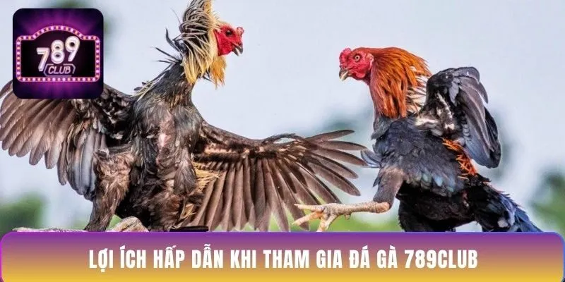 loi-ich-hap-dan-khi-tham-gia-da-ga-789club